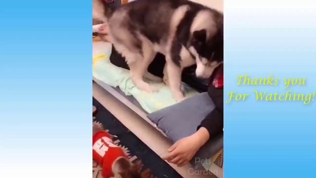 Cute Pets And Funny Animals Compilation #16 Pets Garden смотреть онлайн