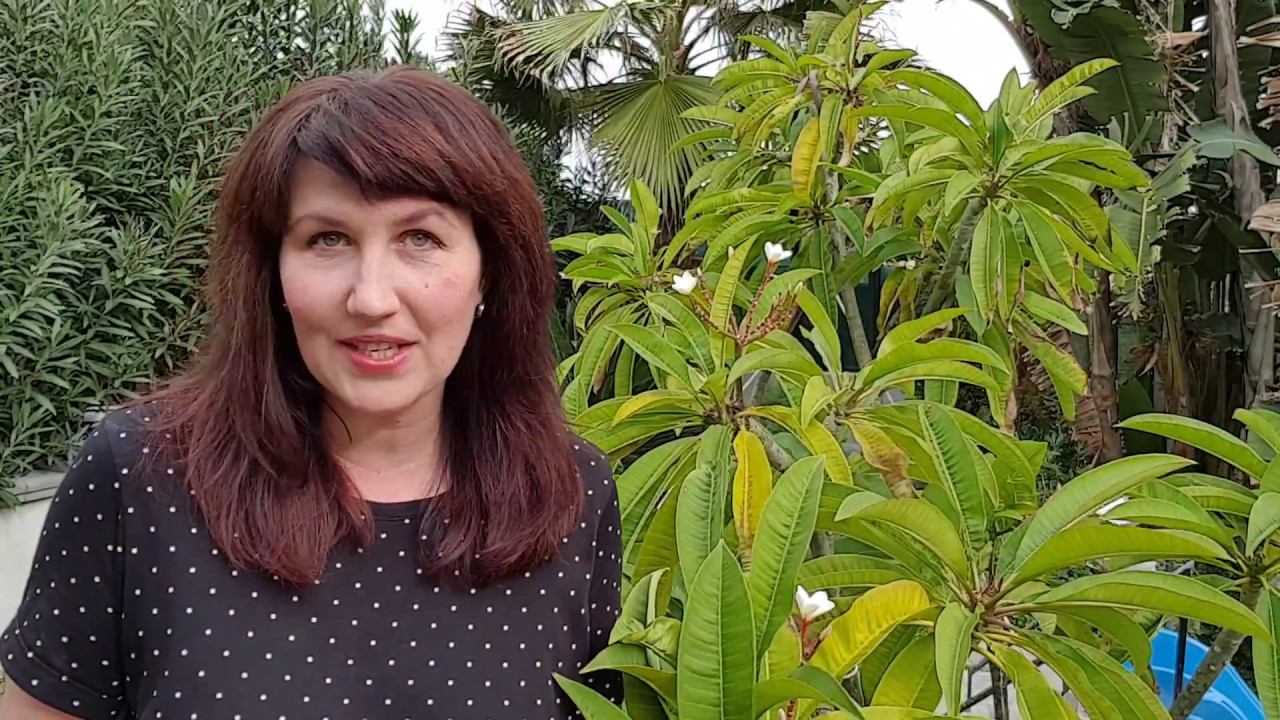 Создание условий для обучения иностранному языку. Елена Шипилова. смотреть онлайн