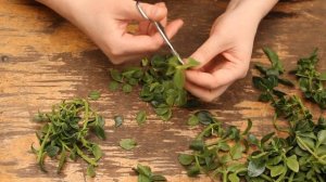 АПТЕНИЯ. Условия Выращивания и Размножение.