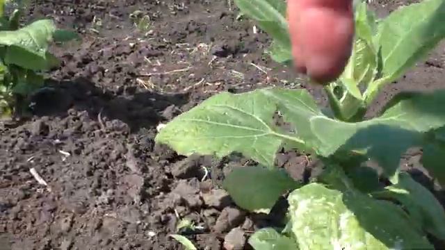 Экзотика на огороде ✅Применила Отличный СОВЕТ для сохранения рассады после теплицы ✅ смотреть онлайн