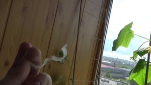 Огурцы вверх ногами. Уход и результаты
