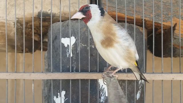Щегол поет смотреть онлайн