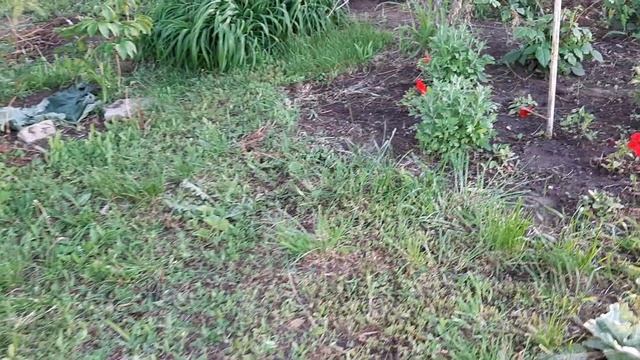 в саду КРАСОТИЩА,ХОЛОДНО.не знаю как стричь можжевельник смотреть онлайн