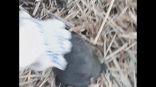 Ловля черепах на червячок, амура на крючок,карпа на поплавок ондатры  на швондера и многое другое