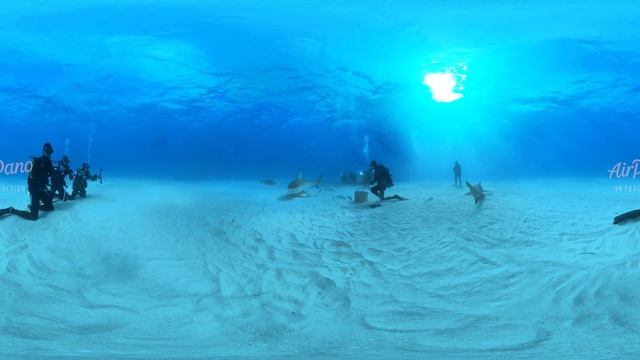 Sharks feeding. Bahamas. Underwater 360 video in 12K смотреть онлайн