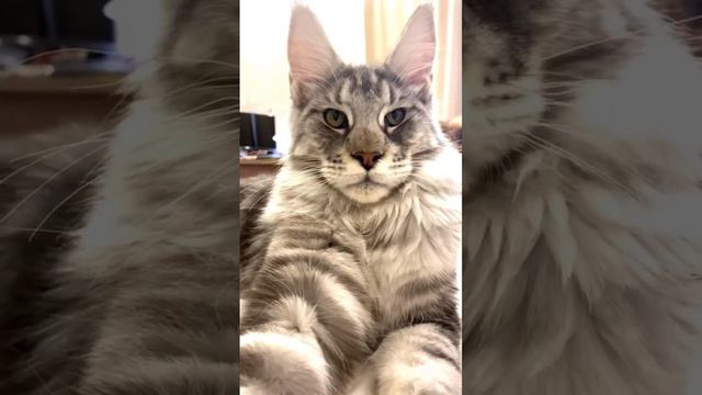 Титан- победитель #мейнкун #кот смотреть онлайн
