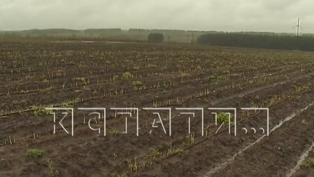 В Нижегородской области начали выращивать спаржу смотреть онлайн