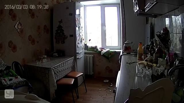 Прикол кошка, банка и камера Xiaomi Yi Smart Wifi смотреть онлайн