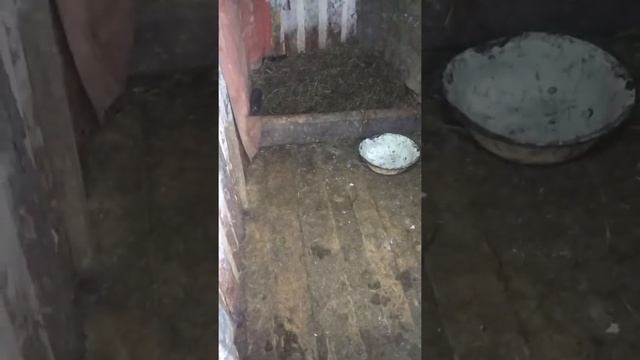 ПОРОСЯТА/ ВЫГУЛ ДЛЯ СВИНЕЙ/ЛАНДРАС КРУПНАЯ БЕЛАЯ/ЗИМНЕЕ СОДЕРЖАНИЕ СВИНЕЙ/ смотреть онлайн