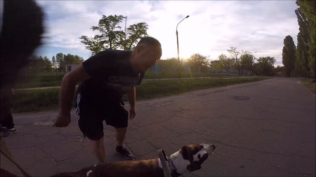 Амстаффтерьер охотится на людей. Эпизод 2 / Amstaff terrier hunts people. Episode 2 смотреть онлайн