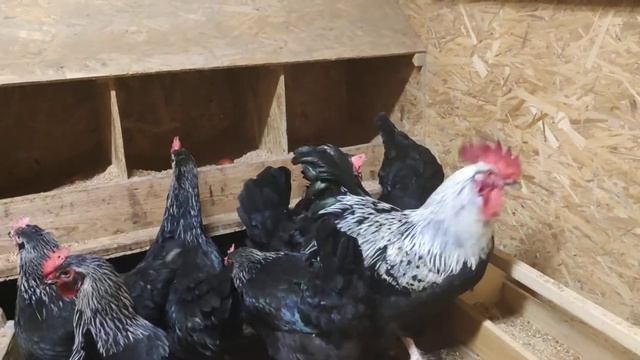 Маран Черное Серебро смотреть онлайн