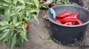 Перец Портека F1 (тип Капия).