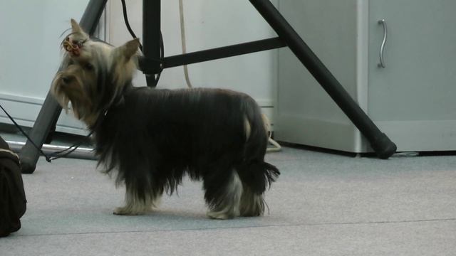 CACIB " ОГНИ ПРИКАМЬЯ -2013" 2.02. Кобели юниоры смотреть онлайн