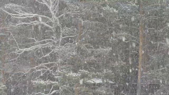 Весенний снегопад, последний снег весны, Spring snowfall, the last snow of spring смотреть онлайн