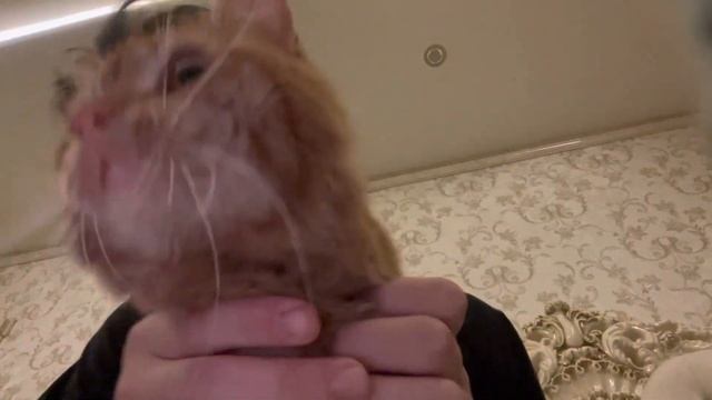 Пытаюсь заставить кота смотреть в камеру смотреть онлайн