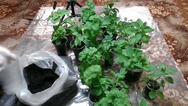 Петуния перевалка