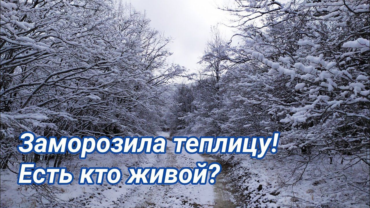 Обзор ОЧЕНЬ ХОЛОДНОЙ теплицы! Февраль 2020! смотреть онлайн