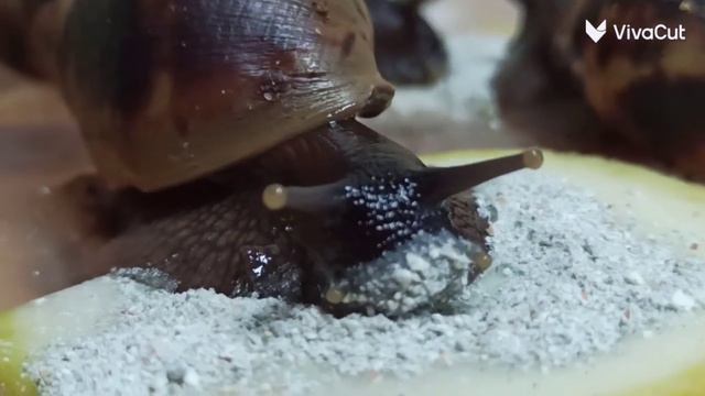 Завтрак у моих улиточек ахатинок🐌! ❤ смотреть онлайн