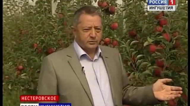 «Братцевское» занимается развитием в Ингушетии интенсивных садов смотреть онлайн