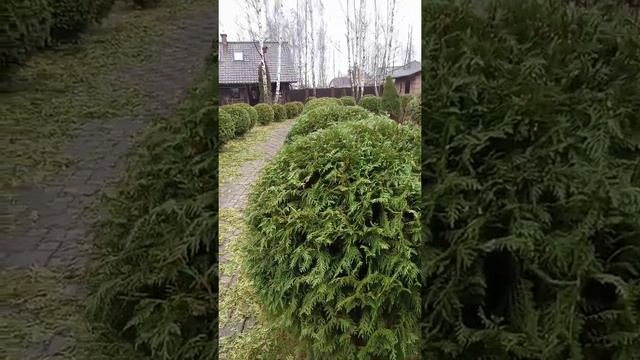 Декоративная обрезка туй смотреть онлайн