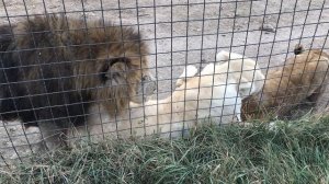 Настойчивый лев добился благосклонности львицы