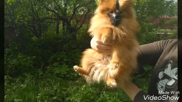 Угарное видео!!! Намордник на шпица!!! смотреть онлайн