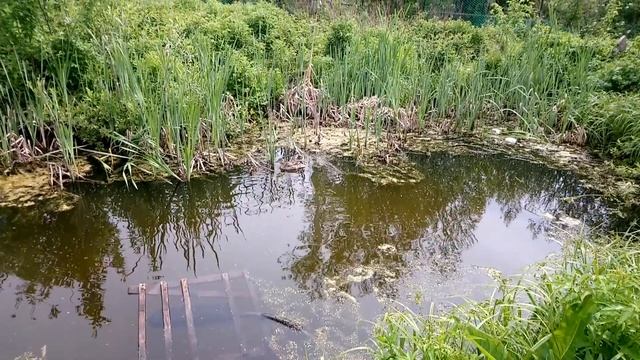 Утка со своим выводком на моем пруду 2 смотреть онлайн