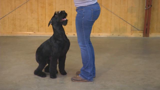Giant Schnauzer Happy Dog "Yazu" 18 Mo's Obedience Trained Home Raised Naturally Protective смотреть онлайн