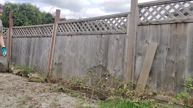 Removing Invasive Blackberries So They Won't Come Back смотреть онлайн