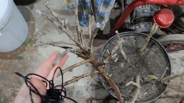 ФУКСИЯ. Цветет Blue Angel. Формировка кроны деревьев. смотреть онлайн