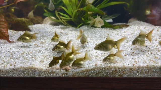 Мальки золотых рыбок подрастают смотреть онлайн