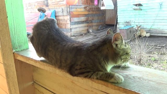 Как Кошка хочет кота смотреть онлайн