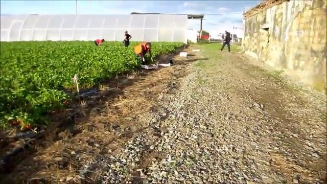 Клубничная Ферма "Поле Чудес". Массовый сбор клубники Сан-Андреас и Капри. ТЕЛ +7-918-010-2726) смотреть онлайн