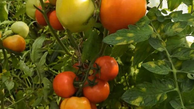 Томат Санька смотреть онлайн