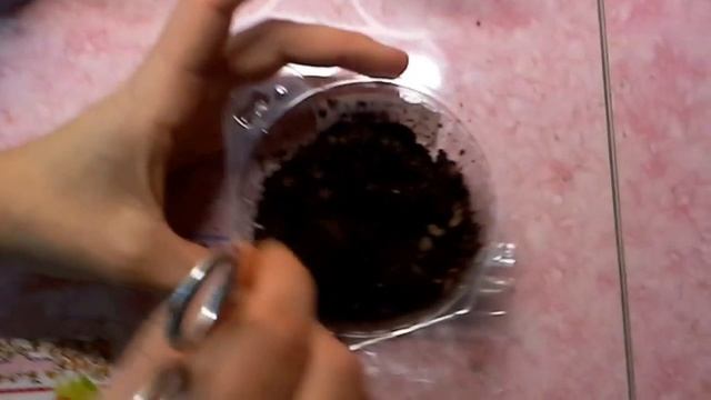 Стрептокарпусы. Сеем магазинные семена Стрептокарпусов в торфяную таблетку часть 1 смотреть онлайн