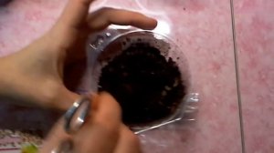 Стрептокарпусы. Сеем магазинные семена Стрептокарпусов в торфяную таблетку  часть 1