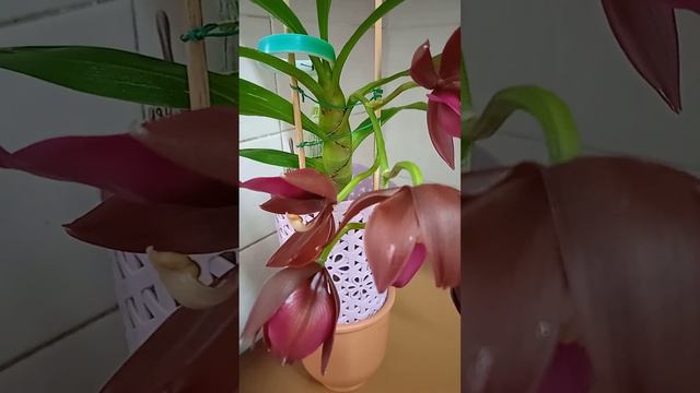 Cycnoches Warsewiczii. Иногда бывает и такое))) смотреть онлайн