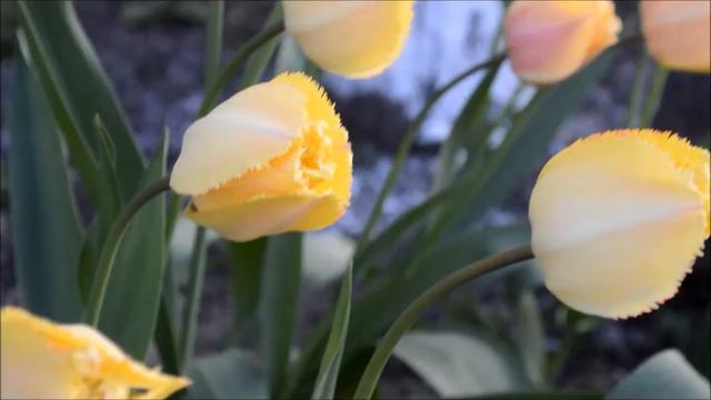 Счастье-это....☼♥ смотреть онлайн
