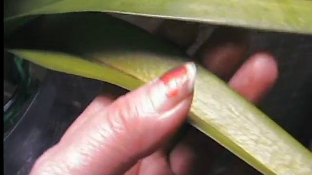 У Ванды листья стали опять зеленые. смотреть онлайн