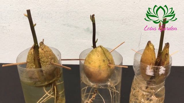 Growing Avocado Seeds In Water Very Easy