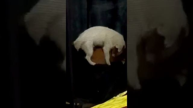 Кошечки собачки