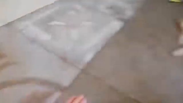 Чихуахуа щенки на продажу смотреть онлайн