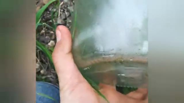 Краснокнижная ящерица!!! У нас дома!!! смотреть онлайн