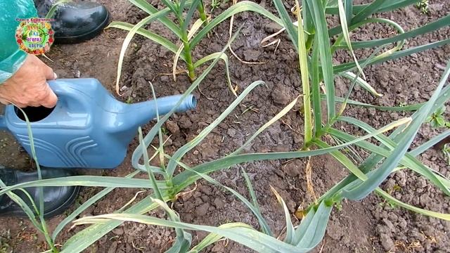 Дайте чесноку этого 2 столовые ложки и спасете его от злостных вредителей смотреть онлайн