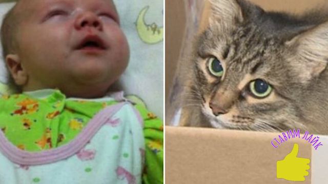 Как бездомная кошка спасла ребенка, брошенного матерью у мусоропровода, и что случилось потом смотреть онлайн