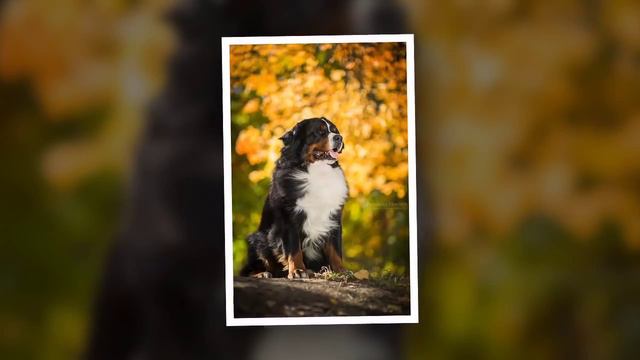 SENNENHUND ROSSII SENATOR