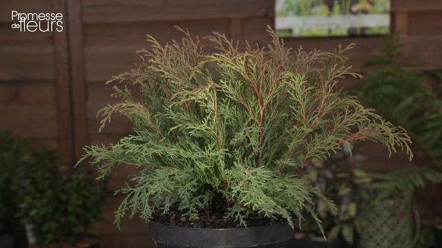 Coup de cœur : le microbiota decussata смотреть онлайн