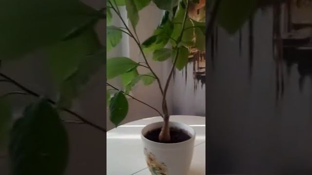 Супер Баобаб в России!!! . Super African baobab at home!! Wow. Экзотика дома! смотреть онлайн