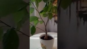 Супер Баобаб в России!!! . Super African baobab at home!! Wow. Экзотика дома!