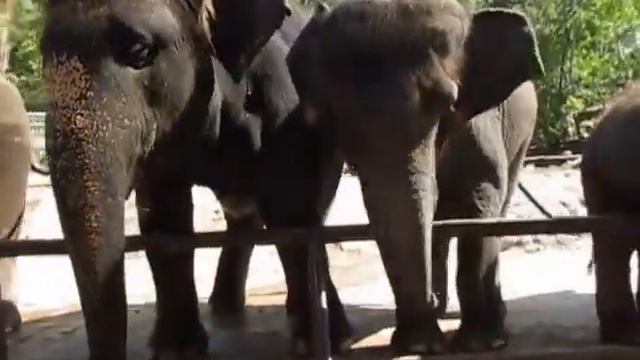 Зоопарк Кхао Кхео Таиланд Паттайя Слоны смотреть онлайн